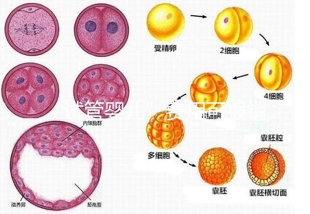 “試管嬰兒”費(fèi)用可報(bào)銷！11月1日起，患者可在柳人醫(yī)享受新政迎“好孕”