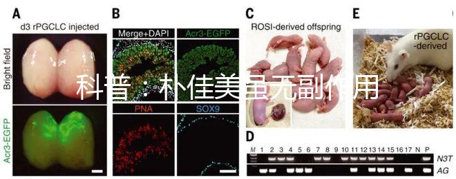 科普：樸佳美雖無(wú)副作用，但也不能和同類型藥品同吃