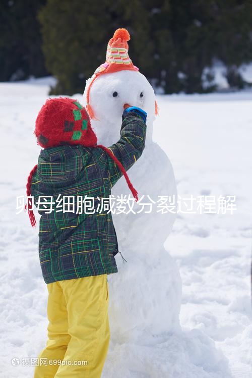 卵母細(xì)胞減數(shù)分裂過程解讀，從出生到成熟必經(jīng)這3個(gè)階段