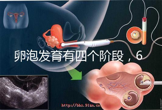 卵泡發(fā)育有四個階段，6種常見食物可促進(jìn)卵泡發(fā)育