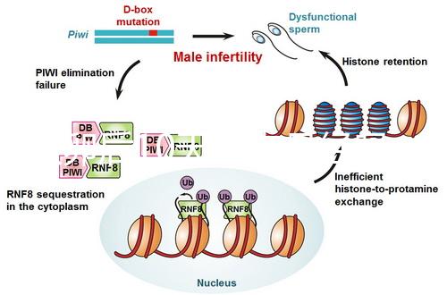 取卵后10天會來月經嗎？快拿小本本記好準確時間