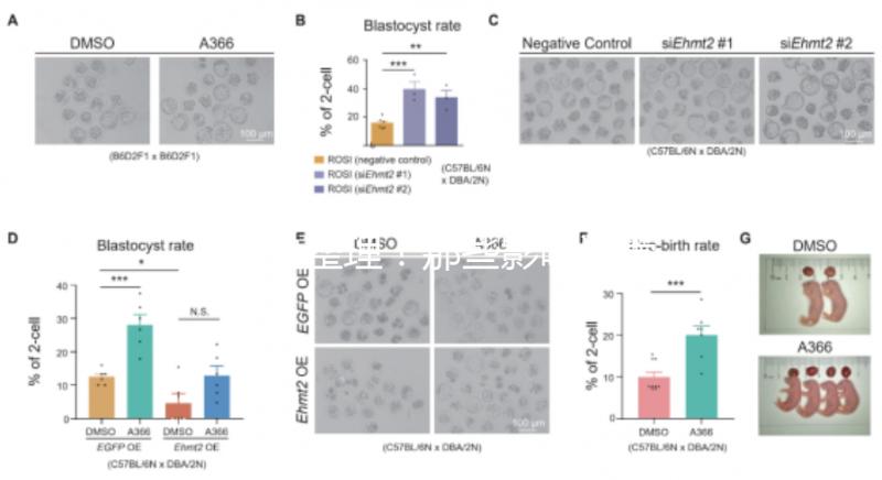 吐血整理！那些影響試管嬰兒成功率的因素