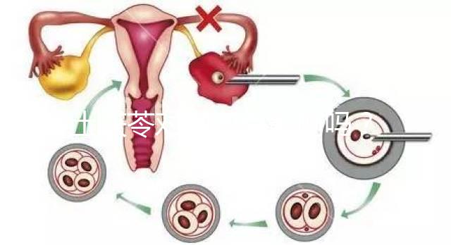 土茯苓對卵泡有影響嗎？可以調經分析嗎？看完就清楚了
