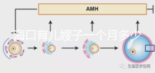 海口育兒嫂子一個(gè)月多少錢，哪個(gè)好答案總結(jié)，新手父母必須看