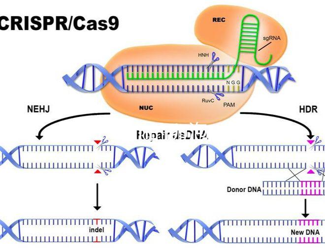 多個1.4cm的卵泡,促排后優(yōu)勢卵泡數(shù)量達到,卻并非好事