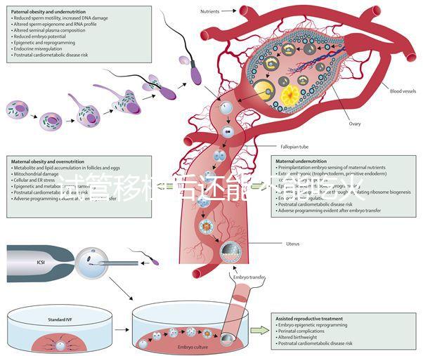 試管移植后還能不能吃火鍋嗎？能吃or不能吃看大家怎么說