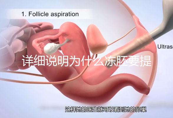 詳細(xì)說明為什么凍胚要提前一兩天解凍，有沒有影響一目了然