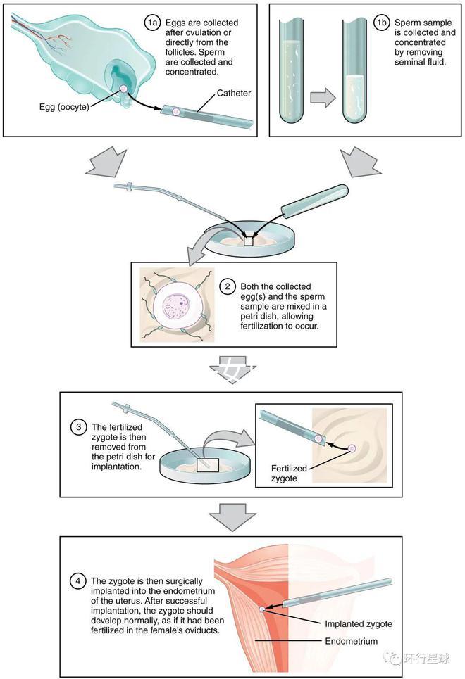 貴陽未婚子女戶口如何向婦女介紹，附2024年結算流程